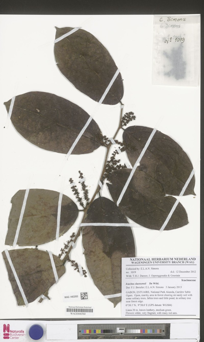 Icacina claessensii photo 2