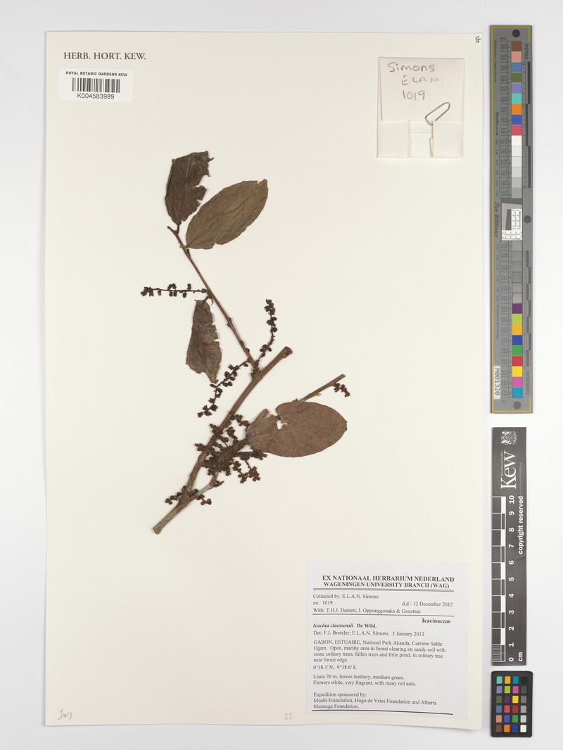 Icacina claessensii photo 3