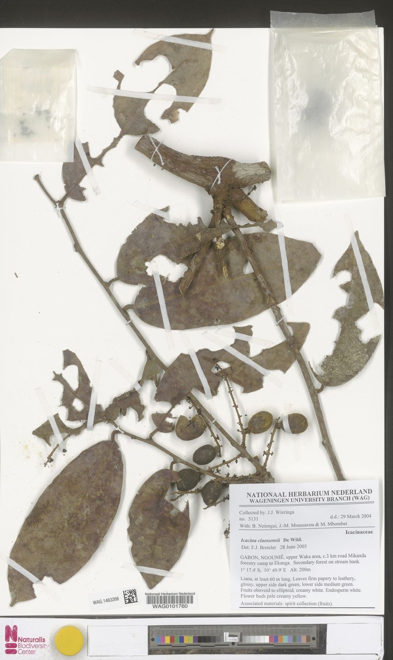 Icacina claessensii photo 4