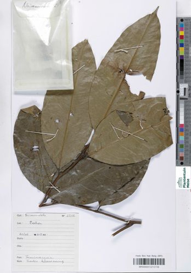 Icacina guessfeldtii