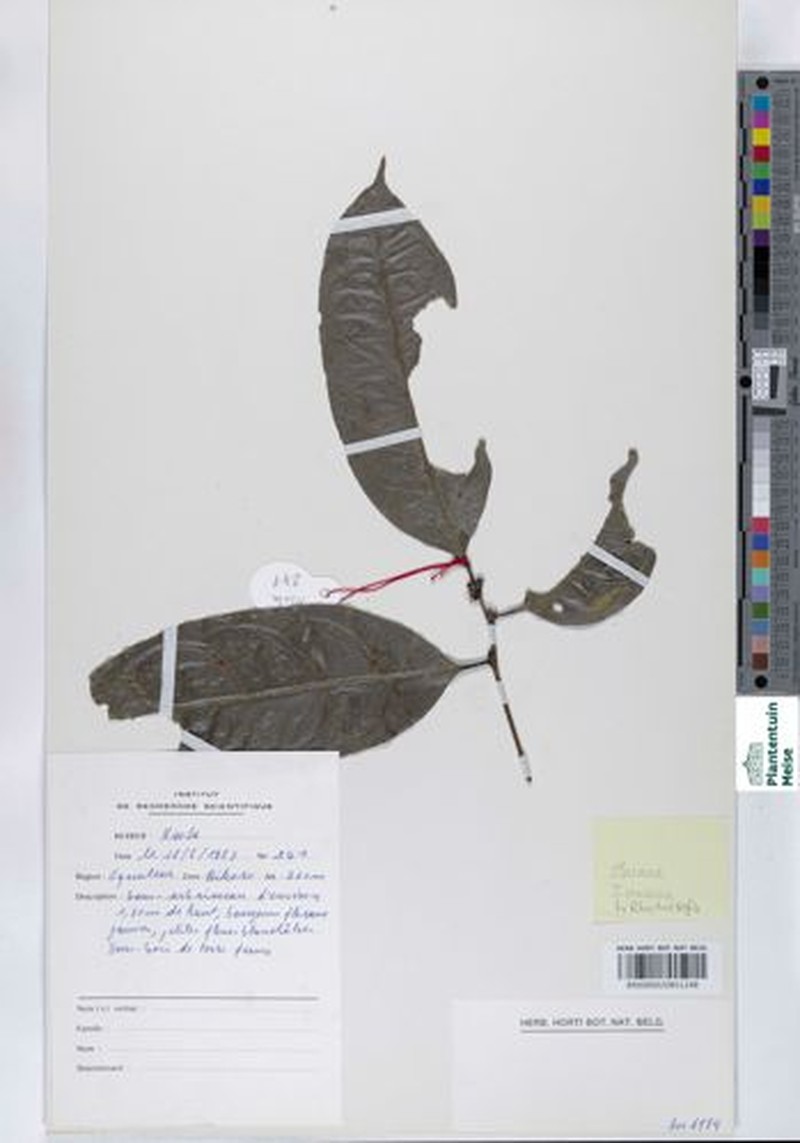 Icacina guessfeldtii photo 2