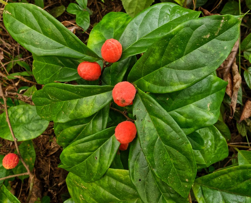 Icacina mannii