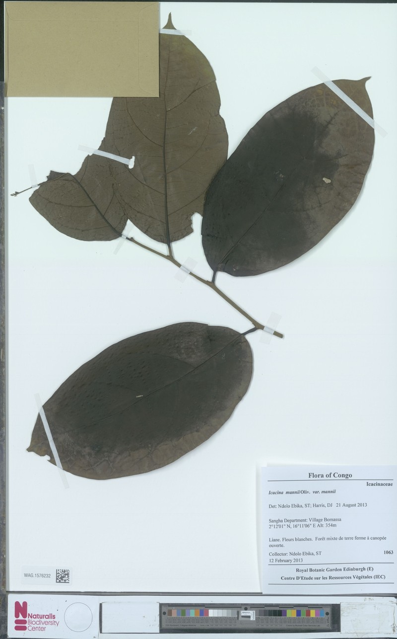 Icacina mannii var. mannii