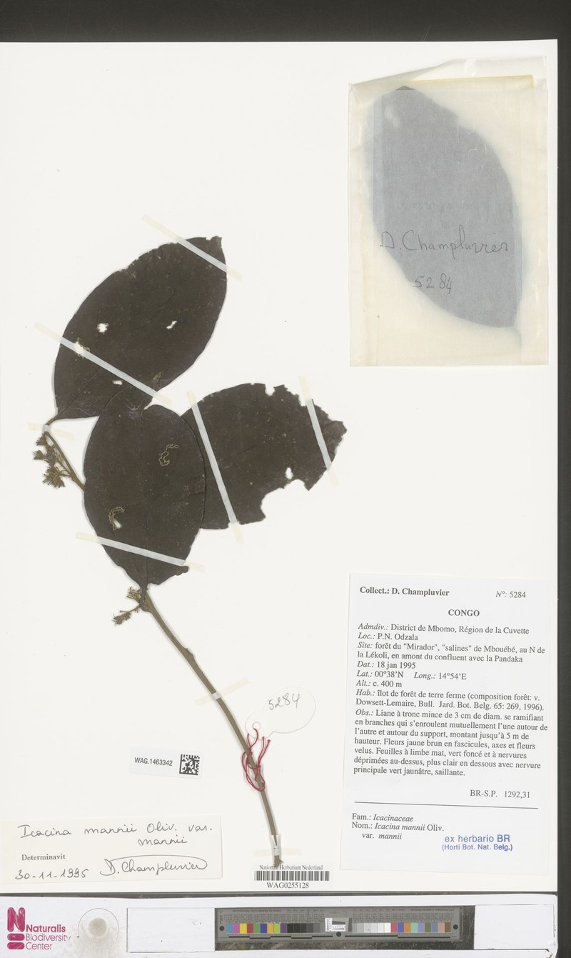Icacina mannii var. mannii photo 2