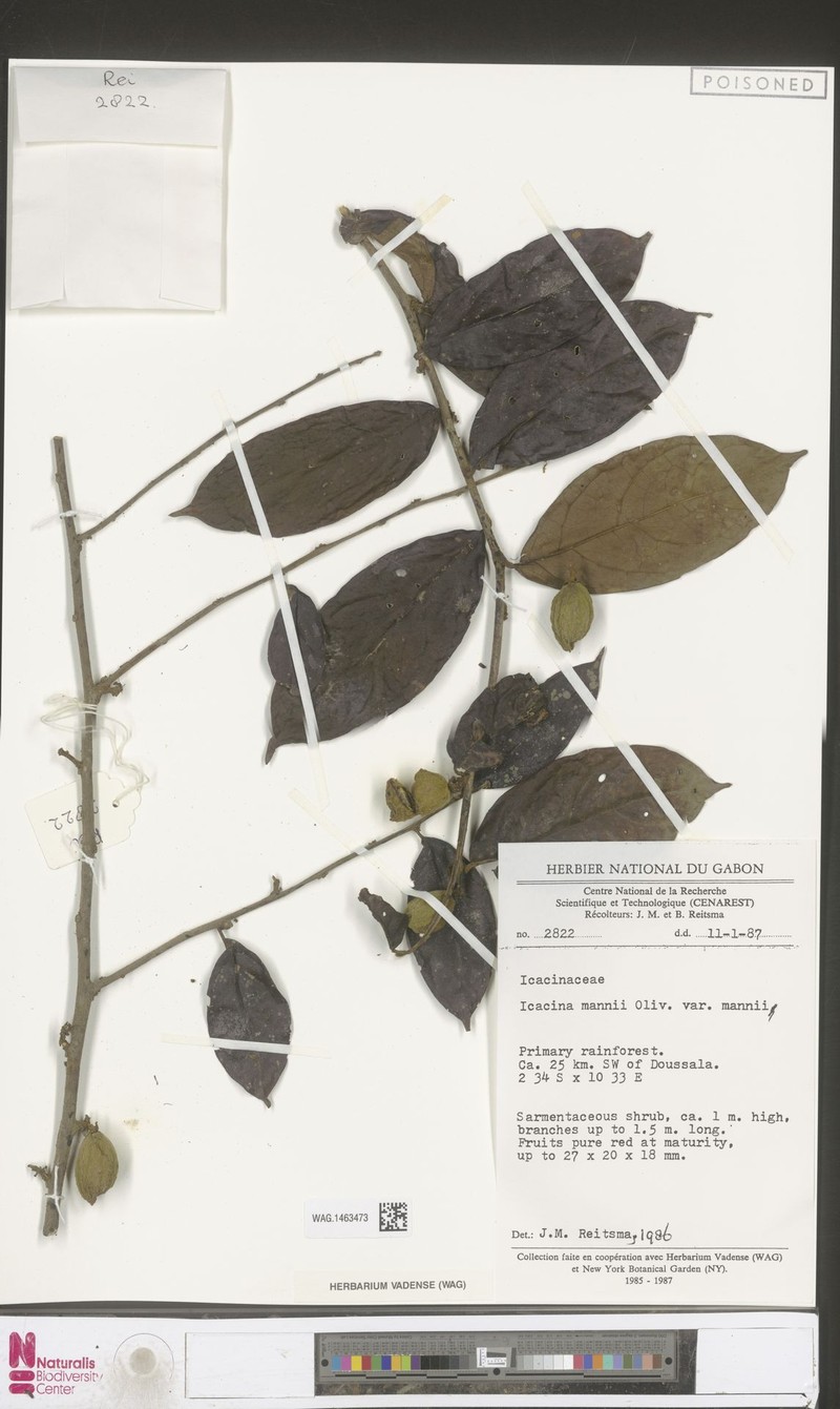 Icacina mannii var. mannii photo 3