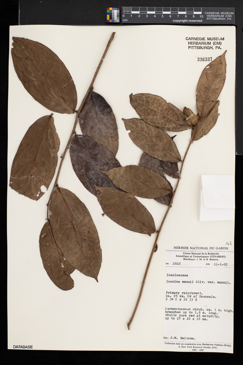 Icacina mannii var. mannii photo 4