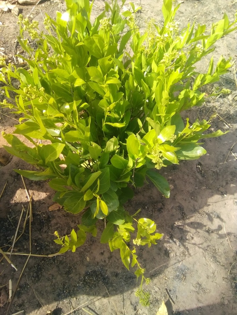 Icacina oliviformis