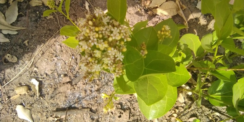 Icacina oliviformis photo 3