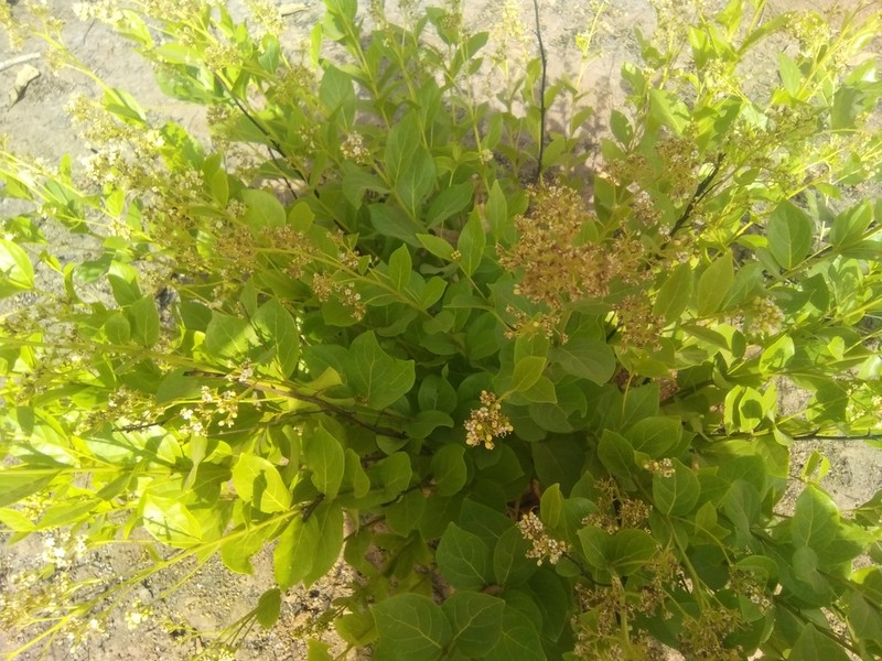 Icacina oliviformis photo 4
