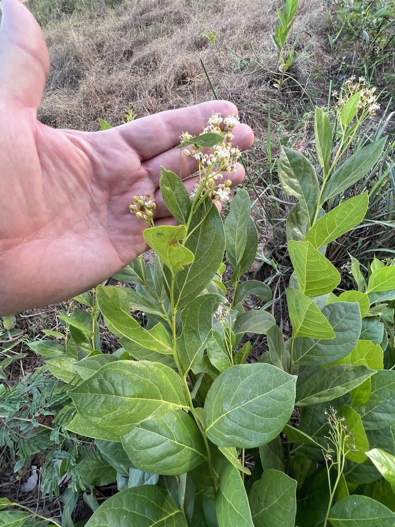 Icacina oliviformis photo 6