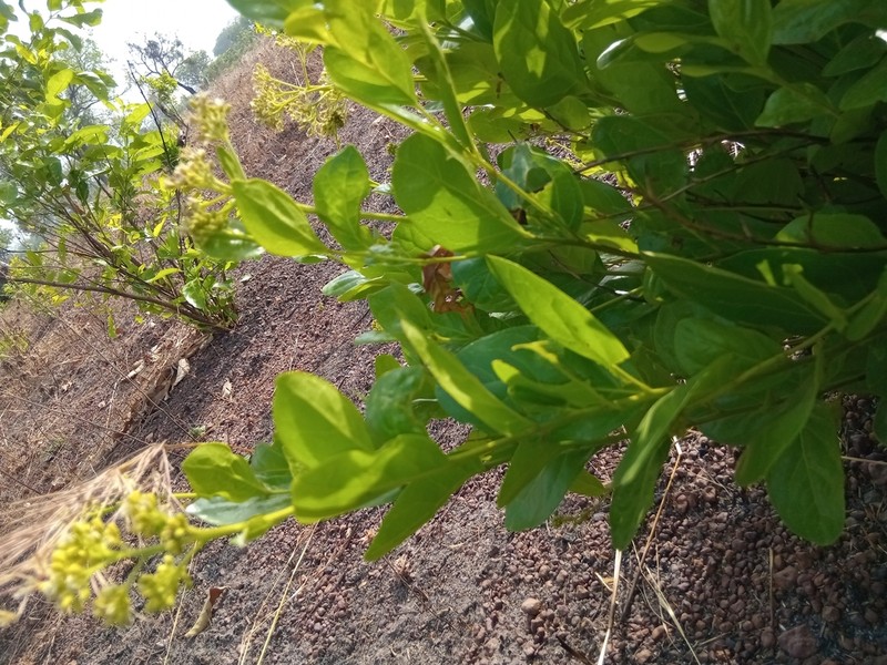 Icacina oliviformis photo 7