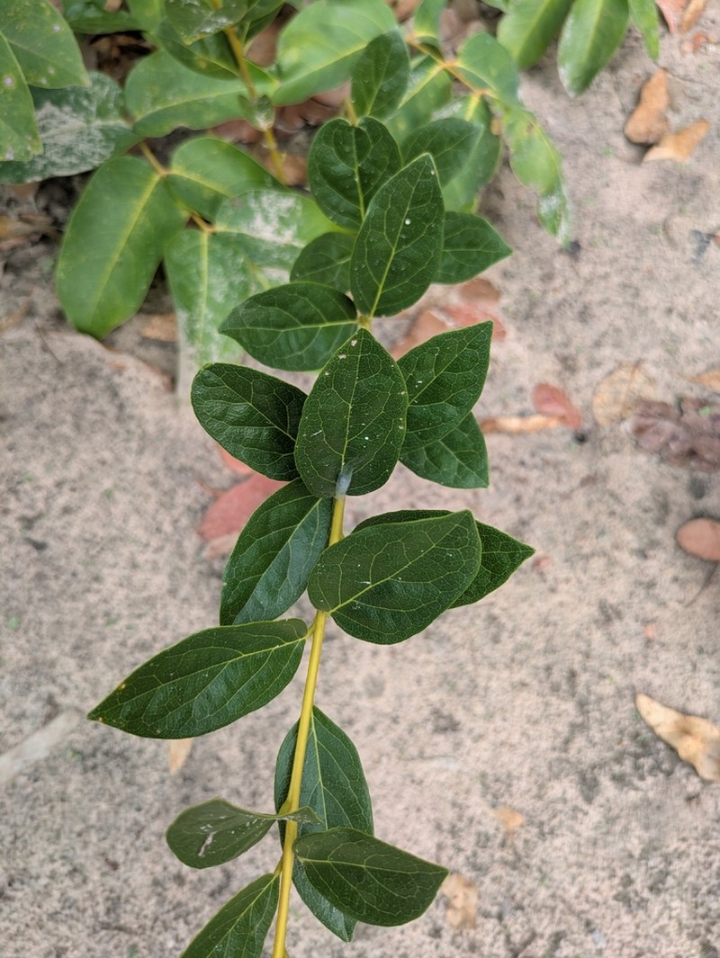 Icacina oliviformis photo 8