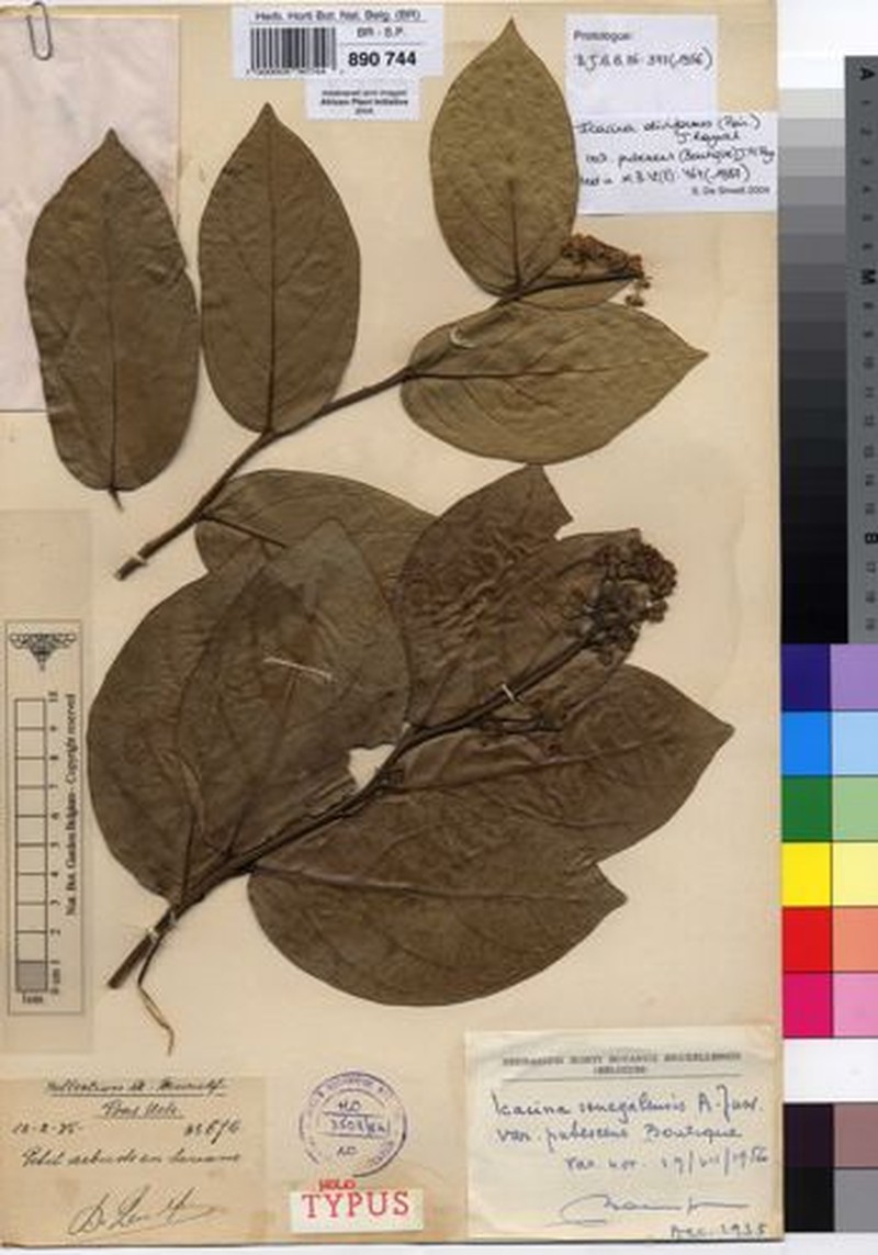 Icacina oliviformis var. pubescens