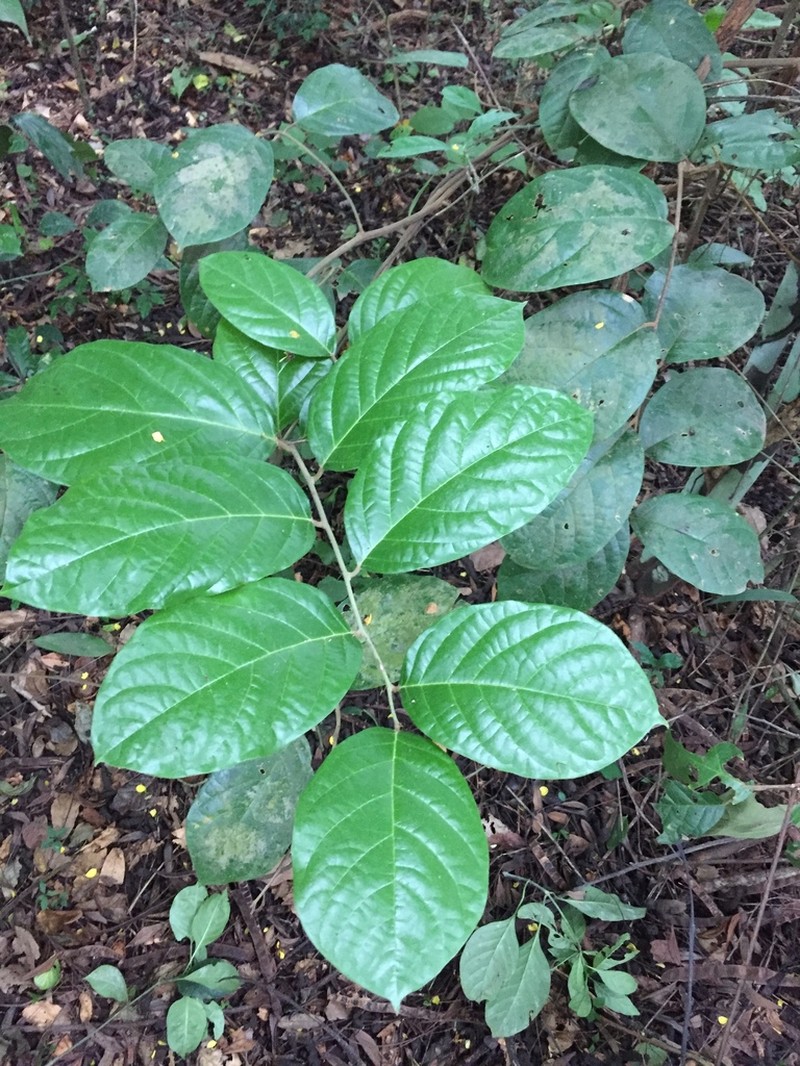 Icacina trichantha