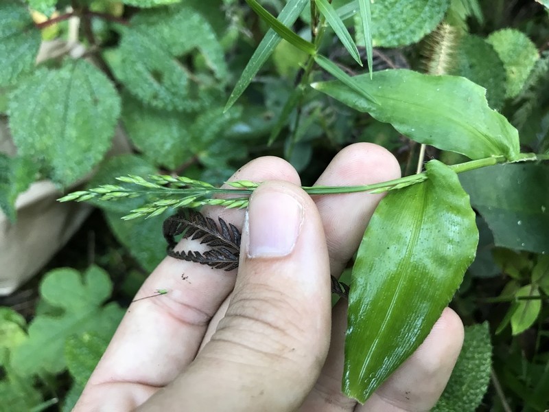 Creeping Bedgrass