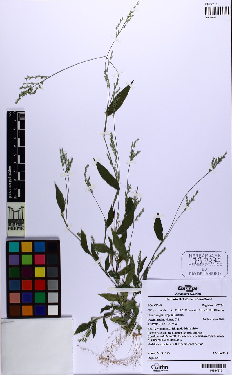 Forest Bedgrass