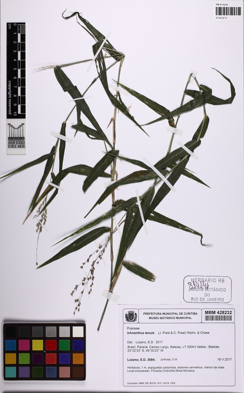 Forest Bedgrass photo 2