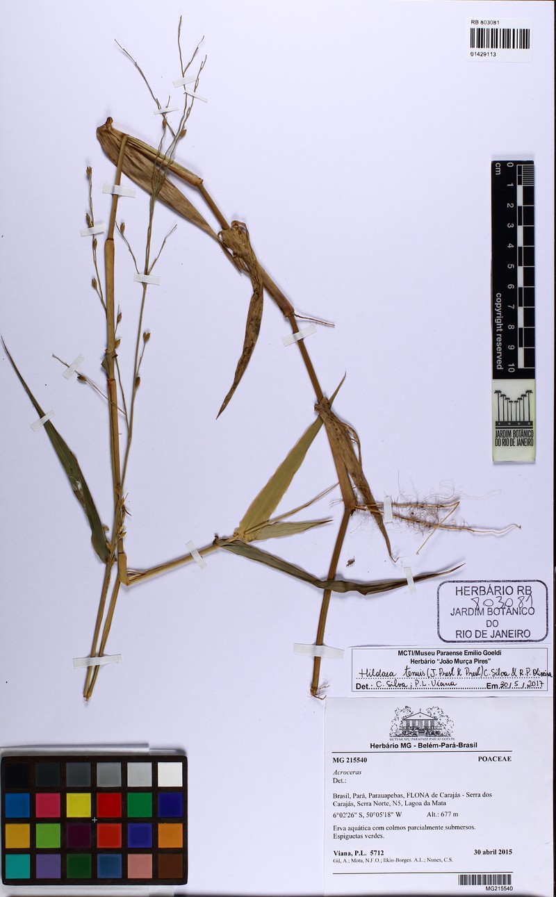 Forest Bedgrass photo 3