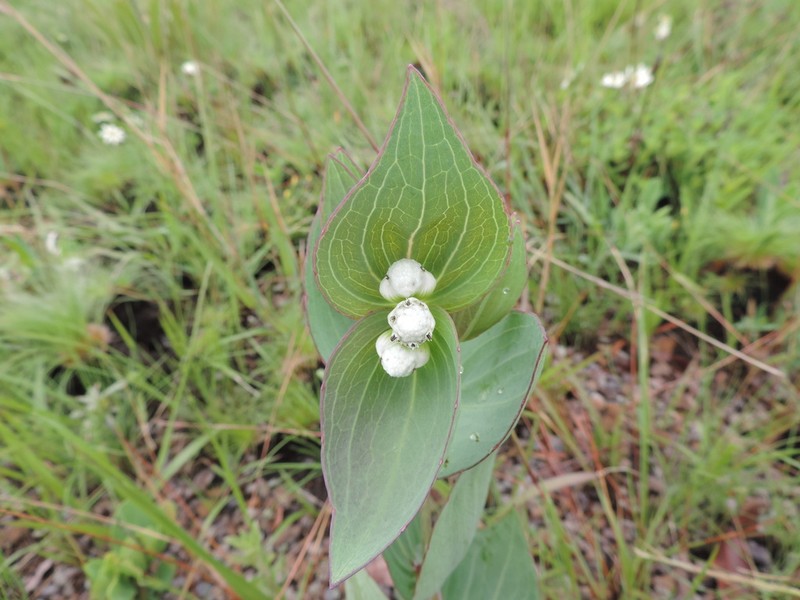 Ichthyothere connata photo 2