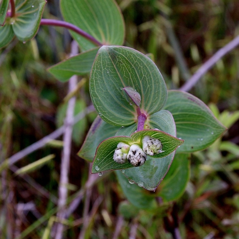 Ichthyothere connata photo 3