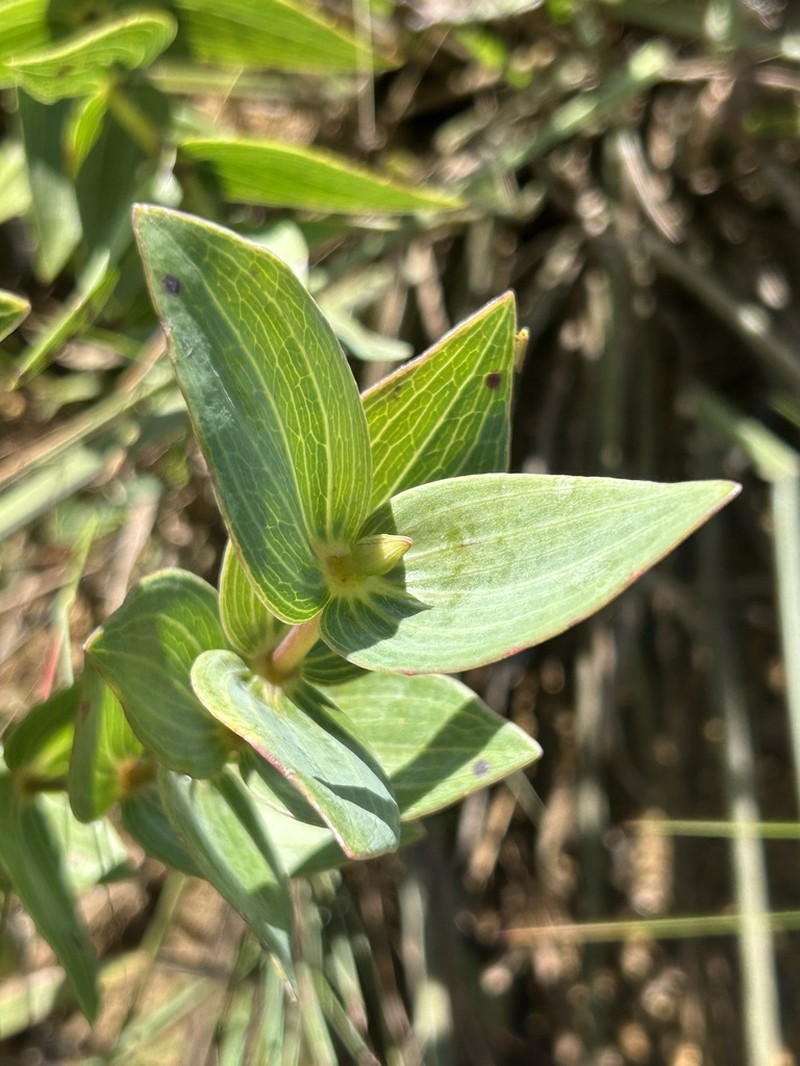 Ichthyothere connata photo 4