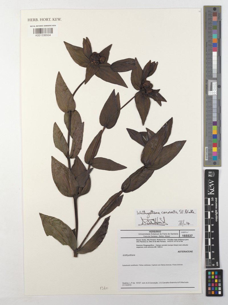 Ichthyothere connata photo 5
