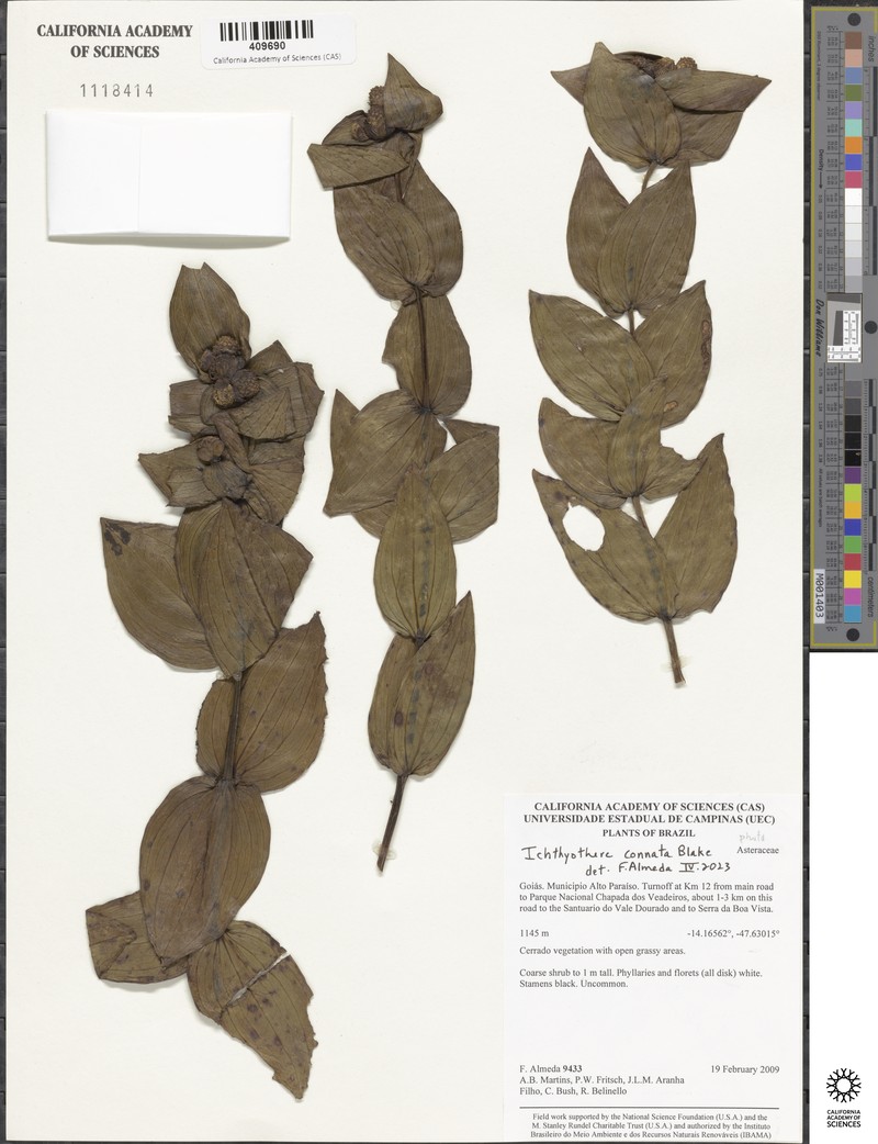 Ichthyothere connata photo 6