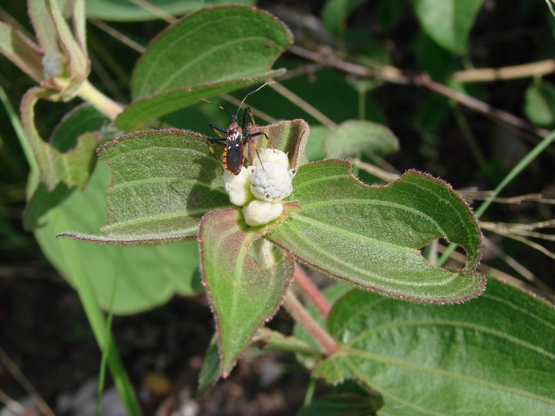 Ichthyothere connata