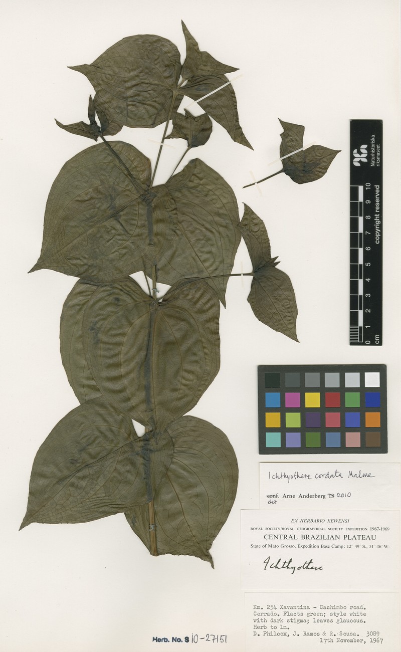 Ichthyothere cordata