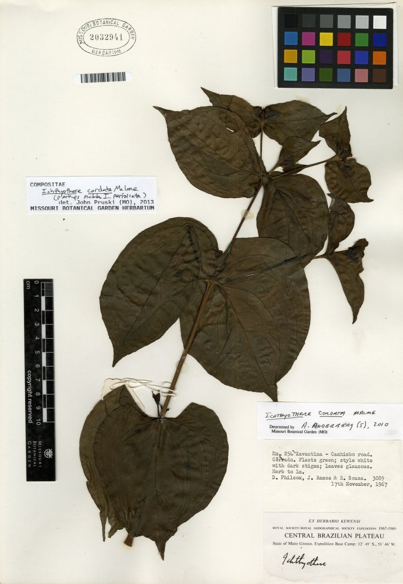 Ichthyothere cordata photo 2