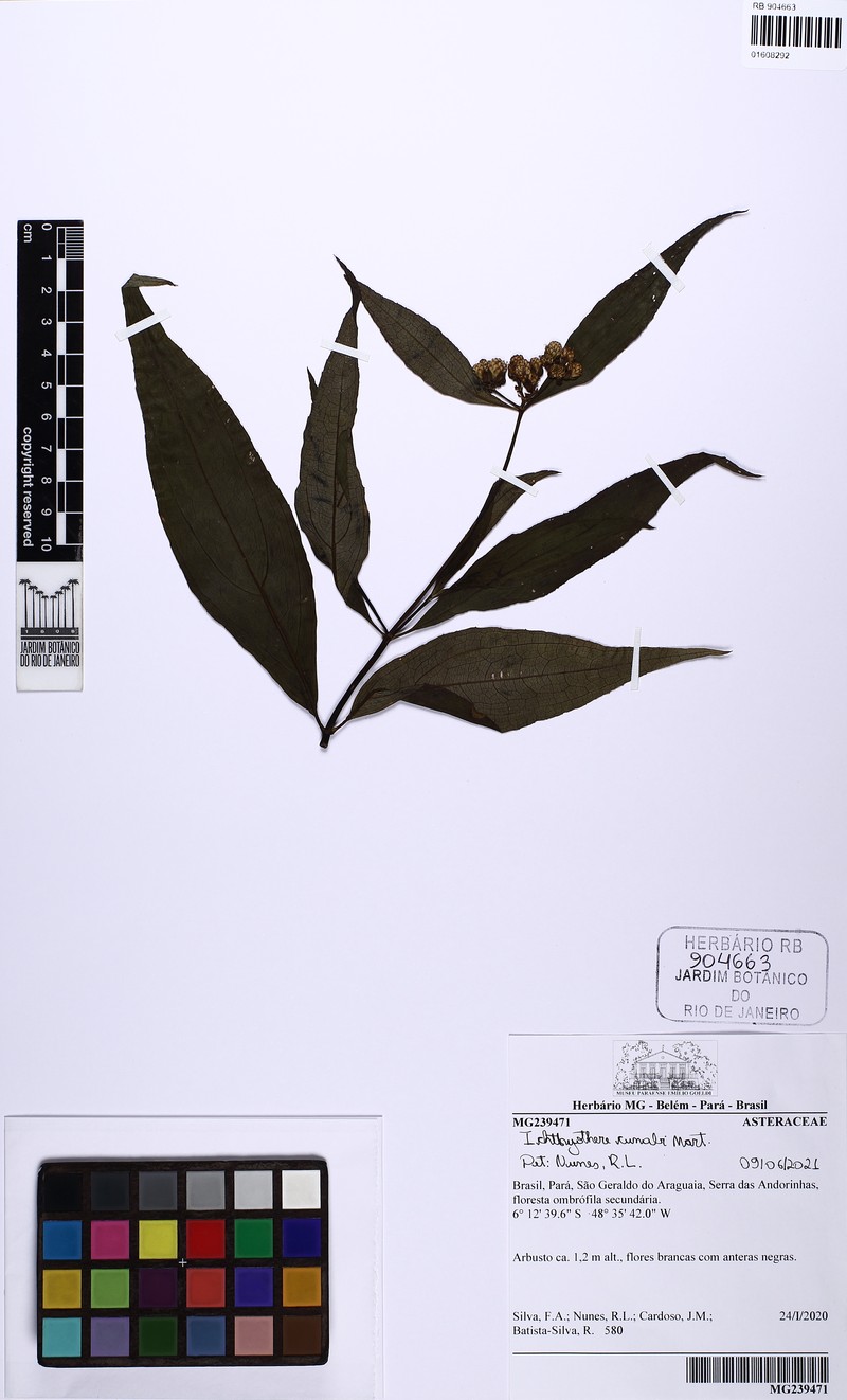 Ichthyothere cunabi