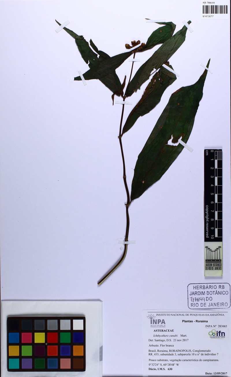 Ichthyothere cunabi photo 2