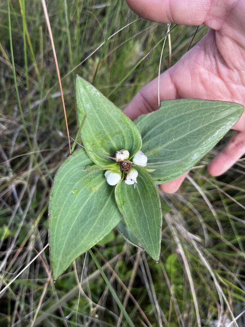 Ichthyothere elliptica