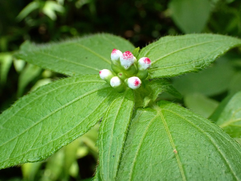 Ichthyothere granvillei