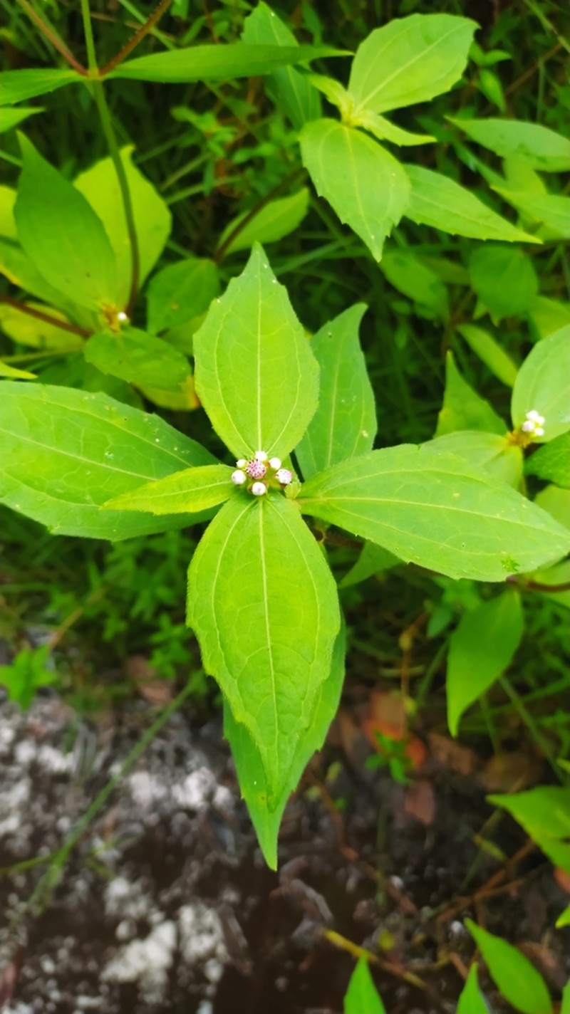Ichthyothere granvillei photo 2