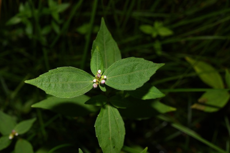 Ichthyothere granvillei photo 3