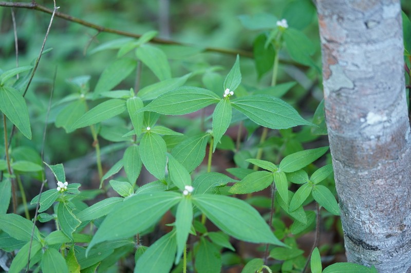 Ichthyothere granvillei photo 5