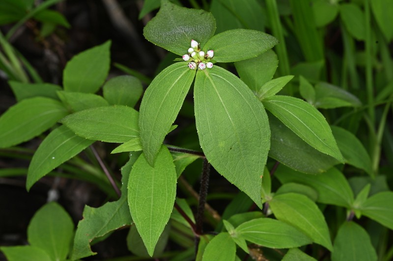 Ichthyothere granvillei photo 6