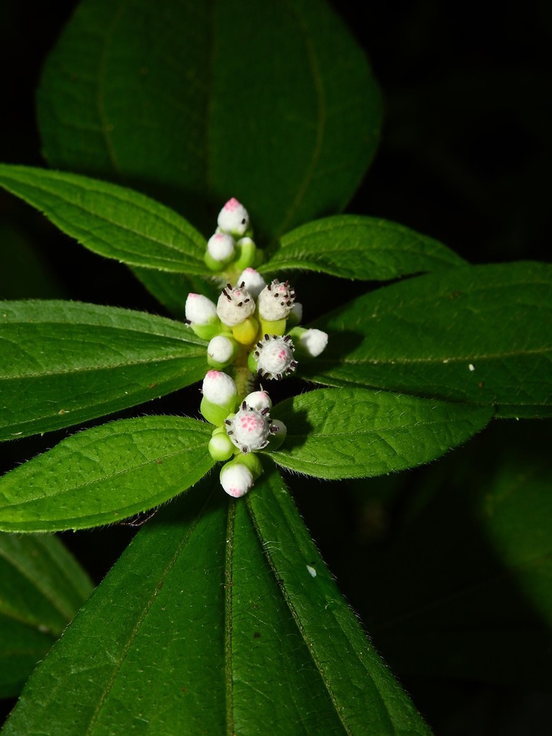 Ichthyothere granvillei photo 7