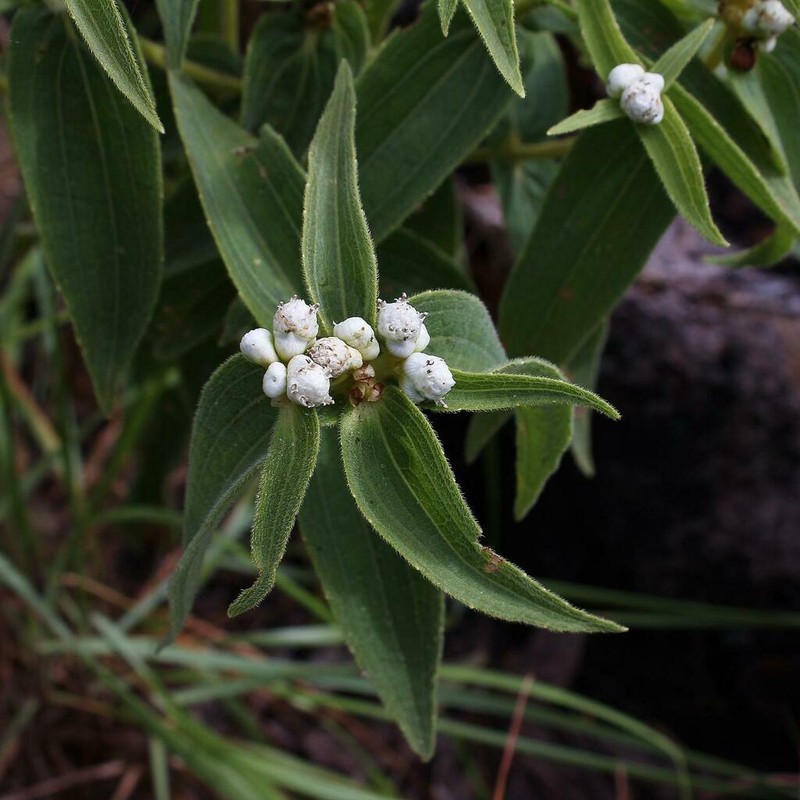 Ichthyothere hirsuta