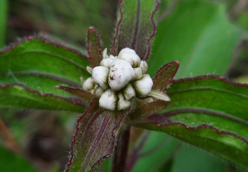 Ichthyothere latifolia
