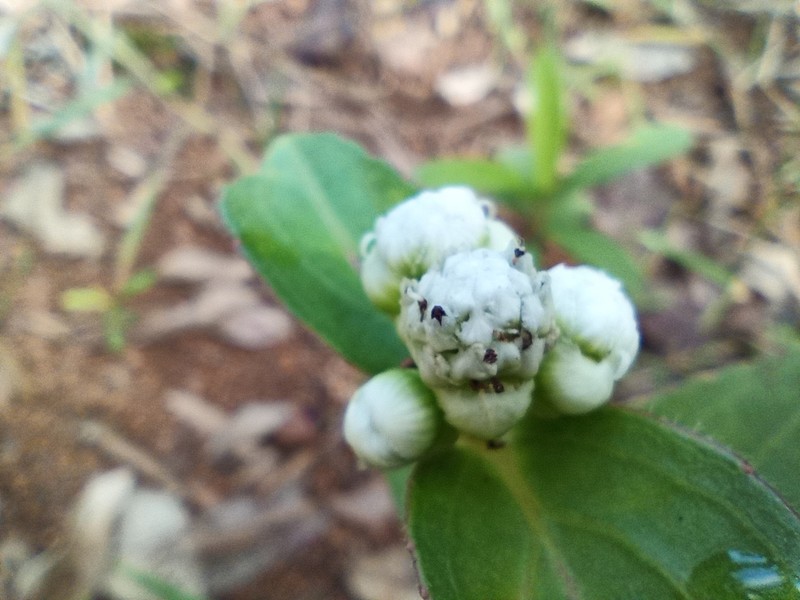 Ichthyothere latifolia photo 2