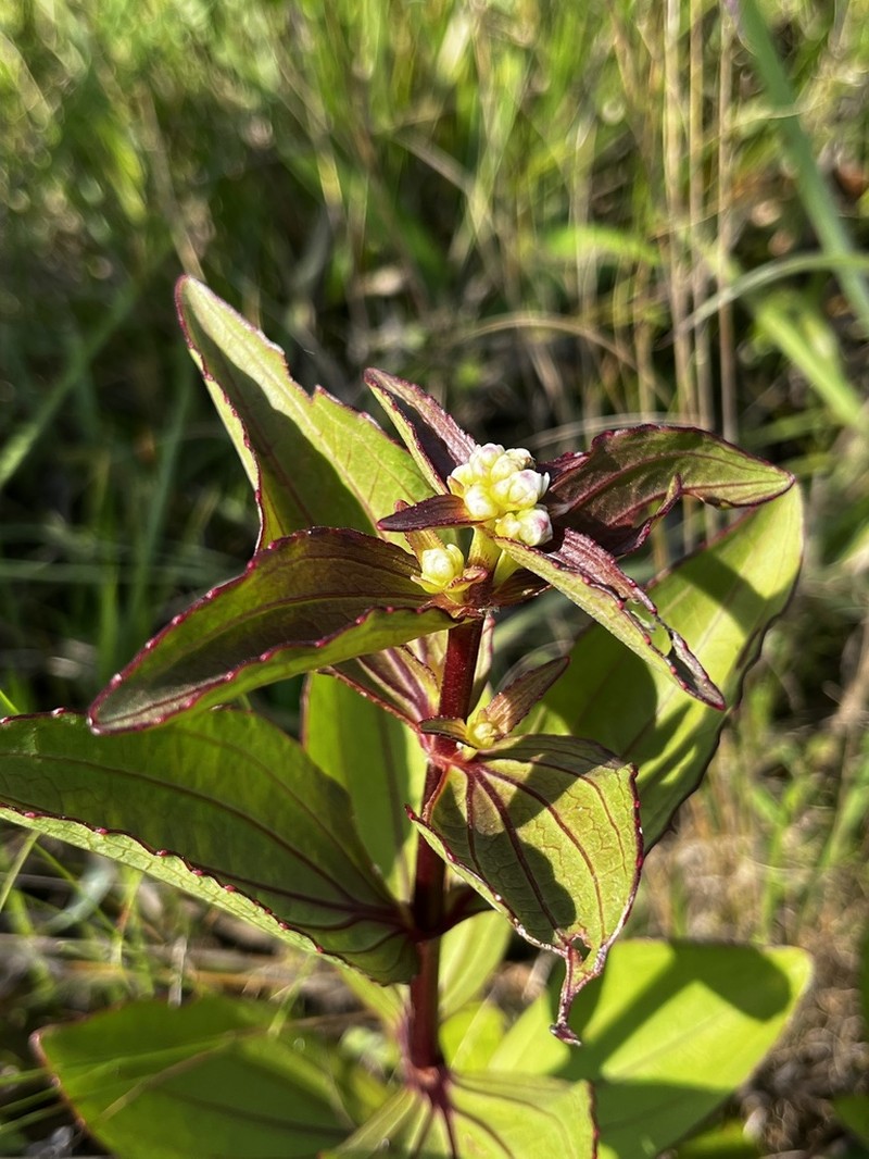 Ichthyothere latifolia photo 3