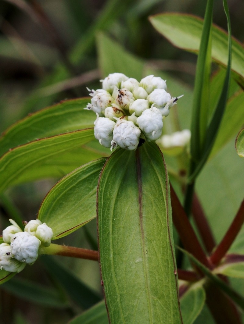 Ichthyothere latifolia photo 4