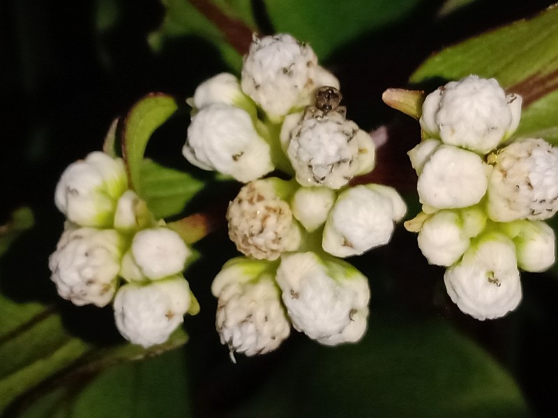 Ichthyothere latifolia photo 5