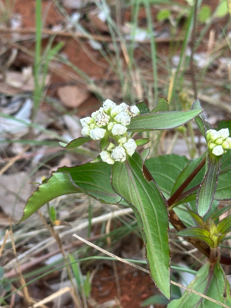 Ichthyothere latifolia photo 6