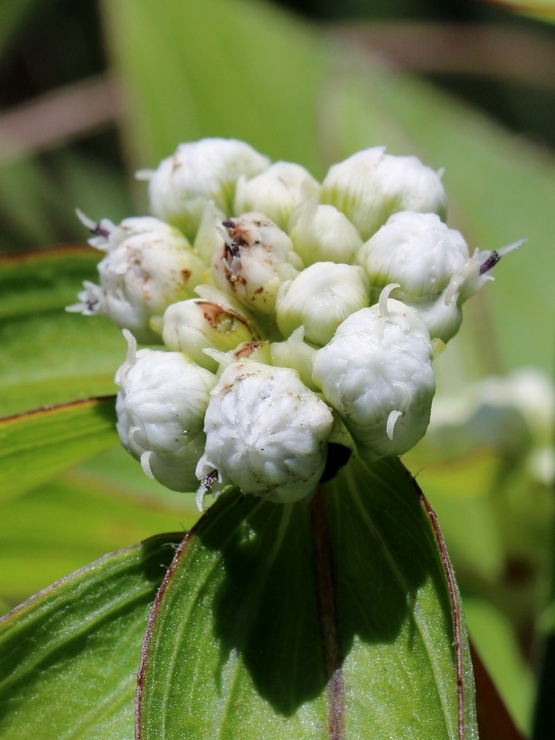 Ichthyothere latifolia photo 8
