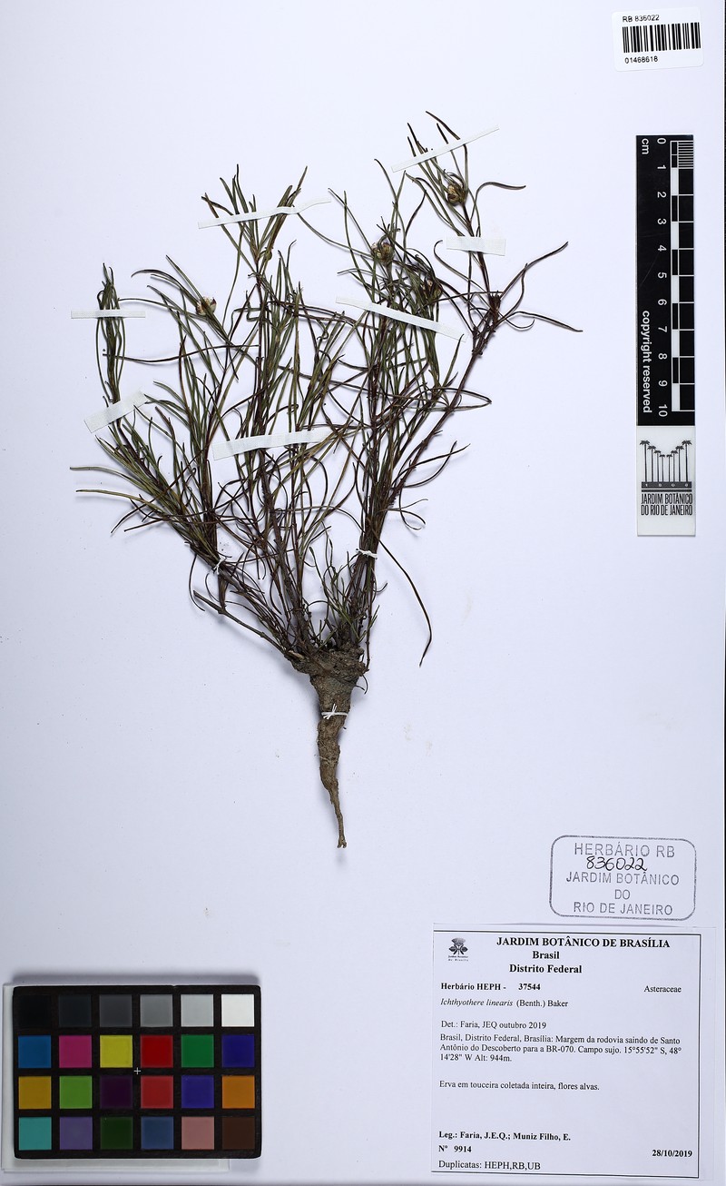 Ichthyothere linearis