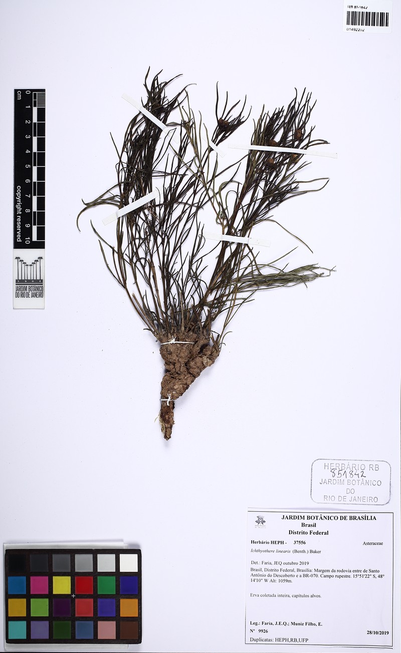 Ichthyothere linearis photo 2