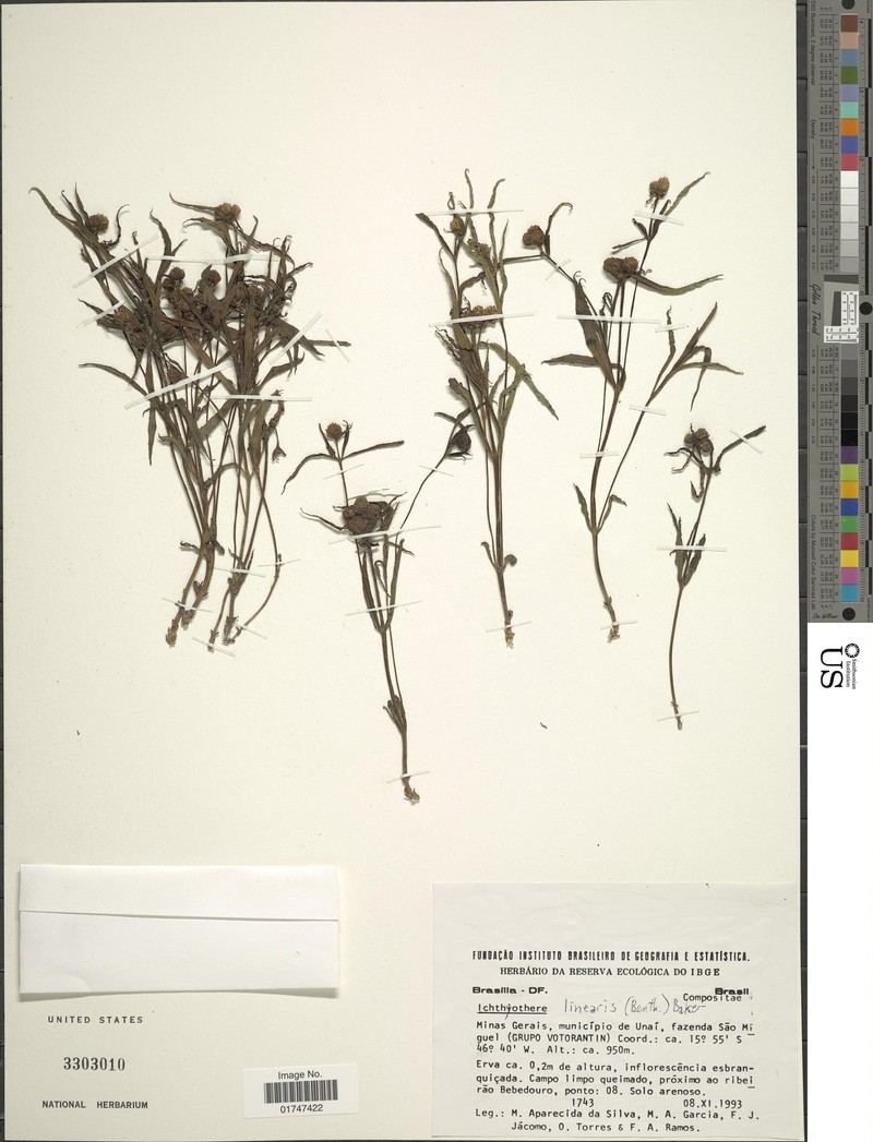 Ichthyothere linearis photo 3